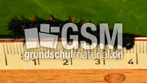 Tagpfauenauge-Raupe (1).jpg